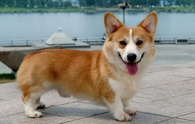 串串柯基耳朵会立起来吗