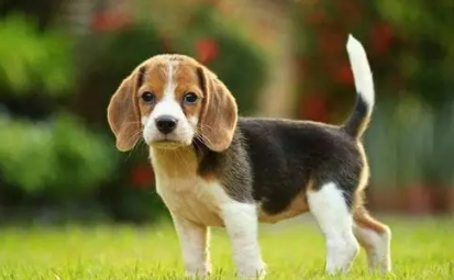 正宗比格犬多少钱一只 正宗比格犬多少钱一只