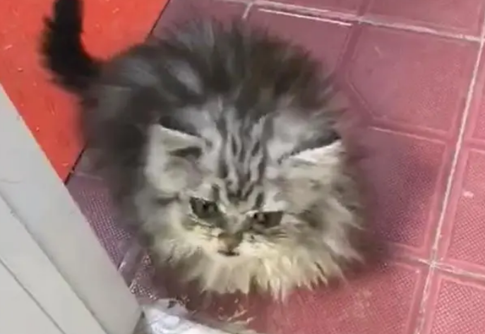长毛美短是串吗