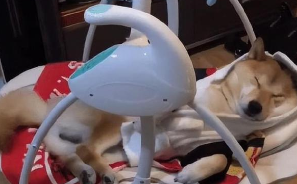 柴犬霸占了婴儿床,看它享受的样子,这是要成精了 柴犬霸占了婴儿床,看它享受的样子,这是要成精了