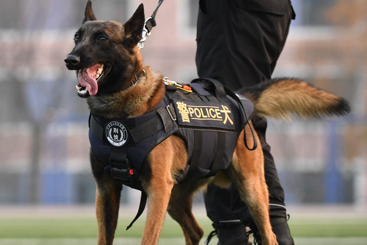 一只警犬一年的经费 一只警犬一年的经费