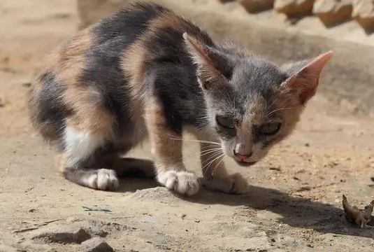 猫咪认为被抛弃的12种行为 猫咪认为被抛弃的12种行为