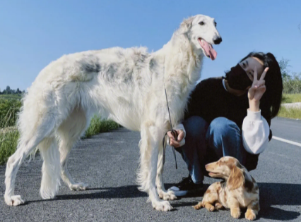 苏俄猎狼犬好养吗