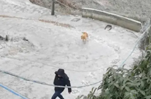 狗狗爬坡时,却因为冰太滑直接滑回了原点!狗:今晚我就要远航! 狗狗爬坡时,却因为冰太滑直接滑回了原点!狗:今晚我就要远航!
