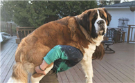 巨型犬怎么培育出来的