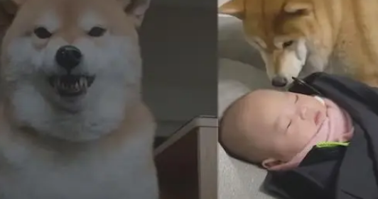 傲娇柴犬一见到婴儿就变贴心“狗保姆”,狗狗这是母爱大发啊! 傲娇柴犬一见到婴儿就变贴心“狗保姆”,狗狗这是母爱大发啊!