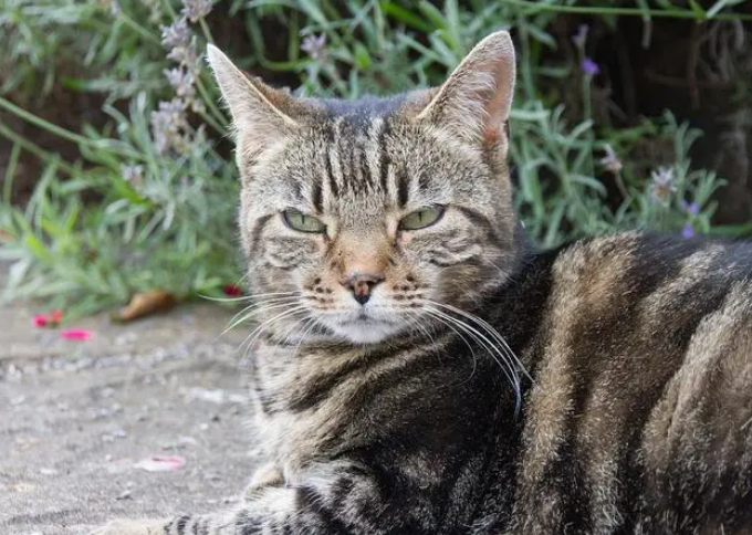 中国产猫 中国禁养的26种猫