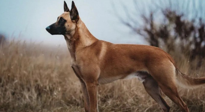 马犬驯养、专业人士告诉你,如何驯养一只出色的马犬? 马犬驯养、专业人士告诉你,如何驯养一只出色的马犬?