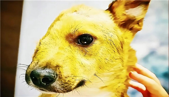 警犬闪电被砍掉半张脸图片