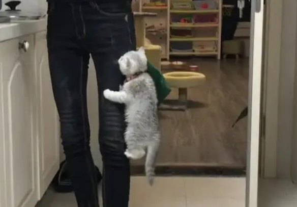 小奶猫为吸引主人注意力,做了这样的事,主人一看哭笑不得 小奶猫为吸引主人注意力,做了这样的事,主人一看哭笑不得