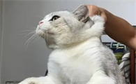猫界三傻四疯
