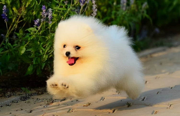 观赏犬有哪些品种 观赏犬有哪些品种
