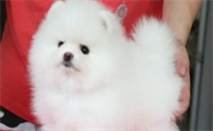 绣球狗长什么样子