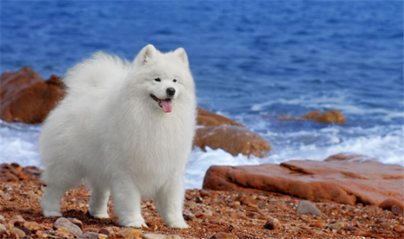 萨摩耶犬的外形特征特点 萨摩耶犬的外形特征特点