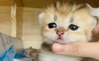 后院繁殖的猫是什么意思