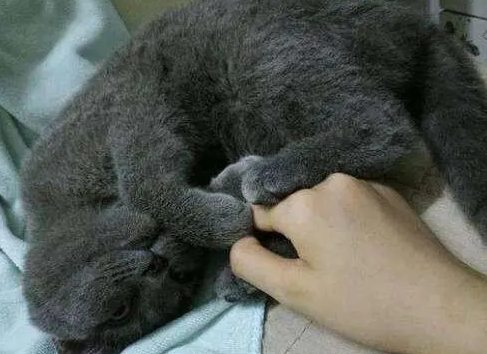 “男不养猫”,看到这一人一猫的状态,我瞬间就懂了 “男不养猫”,看到这一人一猫的状态,我瞬间就懂了