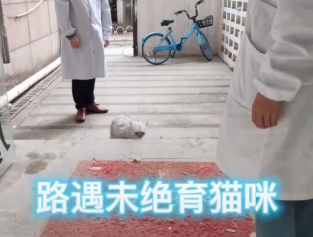 上海首辆流浪猫移动绝育车进社区,猫咪闻风丧“蛋”,网友拍手称赞! 上海首辆流浪猫移动绝育车进社区,猫咪闻风丧“蛋”,网友拍手称赞!