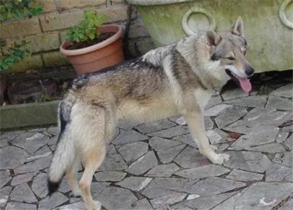 捷克狼犬一次生几只
