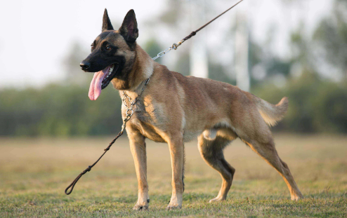 马里努阿犬价格介绍
