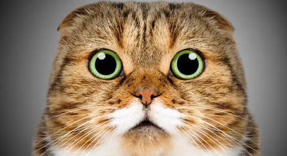 猫咪竟然讨厌这8种气味,你知道吗? 猫咪竟然讨厌这8种气味,你知道吗?