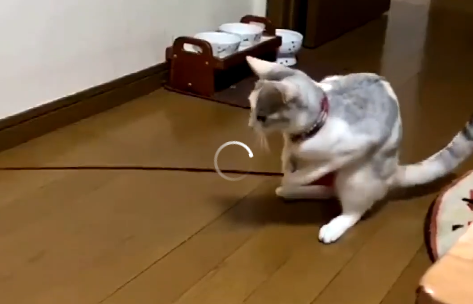 猫咪竟能拿起逗猫棒自嗨,看呆主人,网友:快送去上学! 猫咪竟能拿起逗猫棒自嗨,看呆主人,网友:快送去上学!