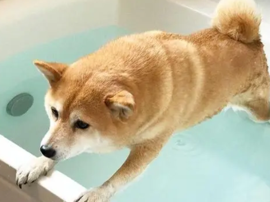 柴犬泡“温泉”,一脸享受,后面变成了狗肉锅 柴犬泡“温泉”,一脸享受,后面变成了狗肉锅