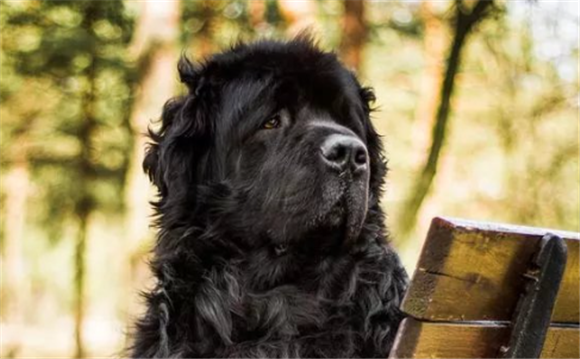 纽芬兰犬幼犬特征优缺点 纽芬兰犬幼犬特征优缺点