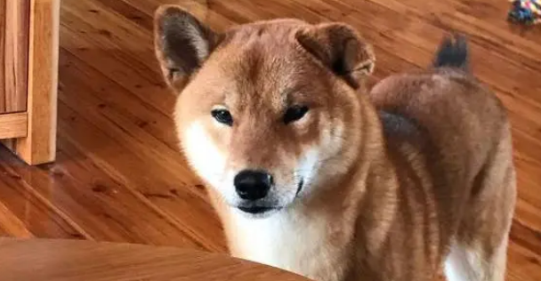 柴犬陪主人跑了趟长途,结果就得到这么个玩意,狗:不满意 柴犬陪主人跑了趟长途,结果就得到这么个玩意,狗:不满意