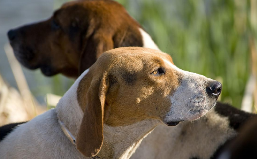 沃克猎犬和蓝斑猎犬哪个好