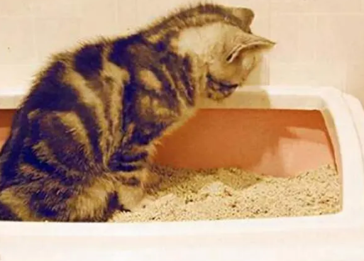 猫以前埋屎 现在不埋怎么办 猫以前埋屎 现在不埋怎么办