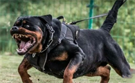 防暴犬是什么意思