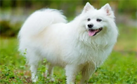 日本尖嘴犬多少钱一只