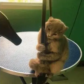 第一次来宠物店的猫，被吹风机吓得不轻，网友：你是猴子派来的吗