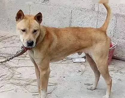 怎样看士狗是不是猎犬 怎样看士狗是不是猎犬
