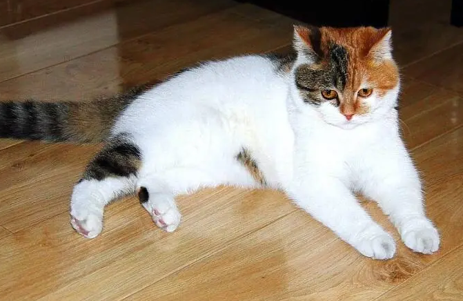 半夜12点猫叫 二八月闹猫什么意思 半夜12点猫叫 二八月闹猫什么意思