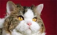 塞凯猫怎么看