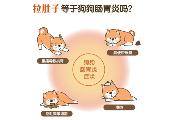 狗狗拉肚子怎麽办?秒懂9种常见原因、有效照顾的方式一次看懂 狗狗拉肚子怎麽办?秒懂9种常见原因、有效照顾的方式一次看懂