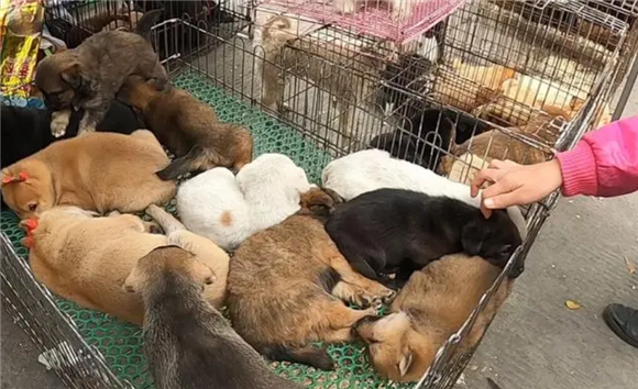 什么叫后院狗后院猫 什么叫后院狗后院猫