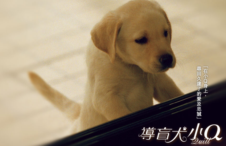导盲犬小Q哪里能看内容简介