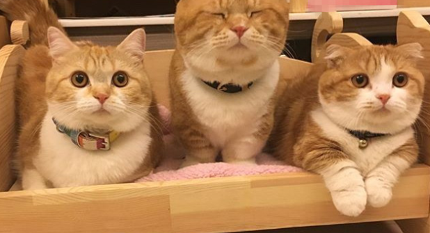 后院猫和家庭猫的区别