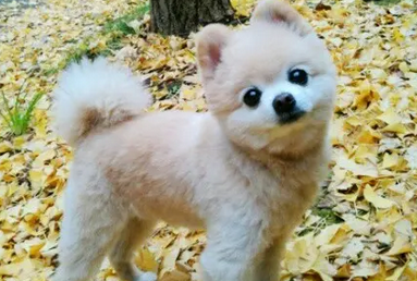 俊介犬长大后的多重 俊介犬长大后的多重