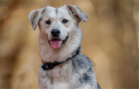 米克斯犬是大型犬吗还是小型