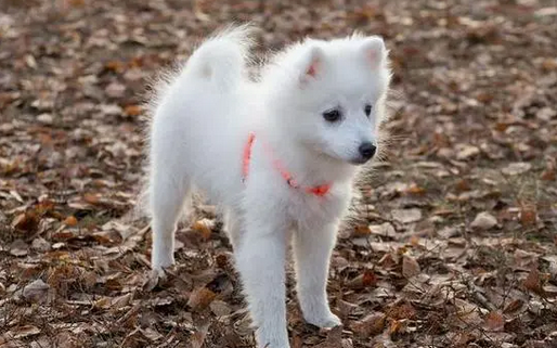 白狐犬是什么狗