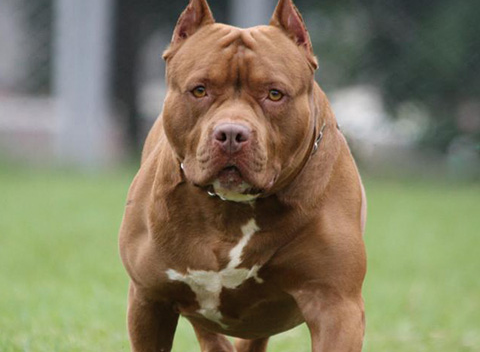 世界十大护卫犬排行榜 世界十大护卫犬排行榜