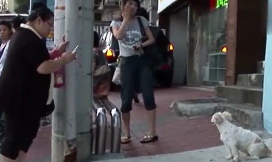 韩国,狗狗每天站在车站等待主人归来,好心人助力它和主人在一起 韩国,狗狗每天站在车站等待主人归来,好心人助力它和主人在一起