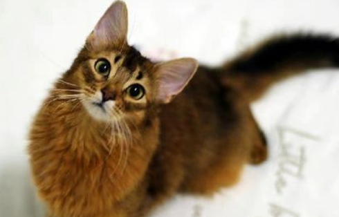 索马里猫为什么不能养 索马里猫为什么不能养