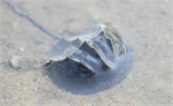 捡海边死的鲎犯法吗