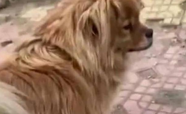 16年辽宁大爷患癌去世,忠犬大黄拒绝被收养,在原地等候主人5年 16年辽宁大爷患癌去世,忠犬大黄拒绝被收养,在原地等候主人5年
