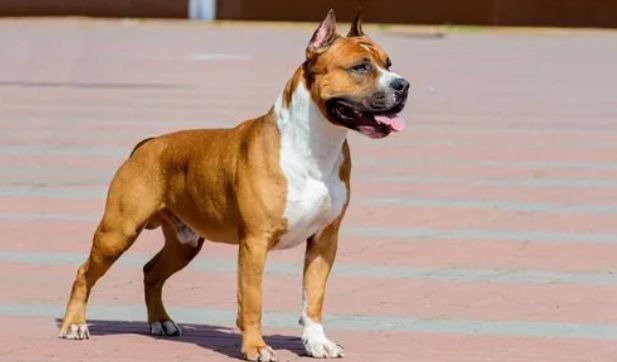 斯塔福属于中型犬吗