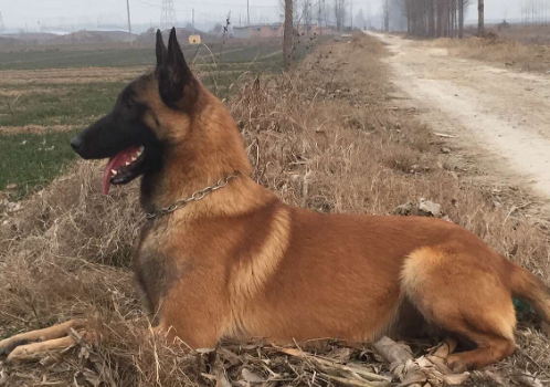 马犬全称是啥
